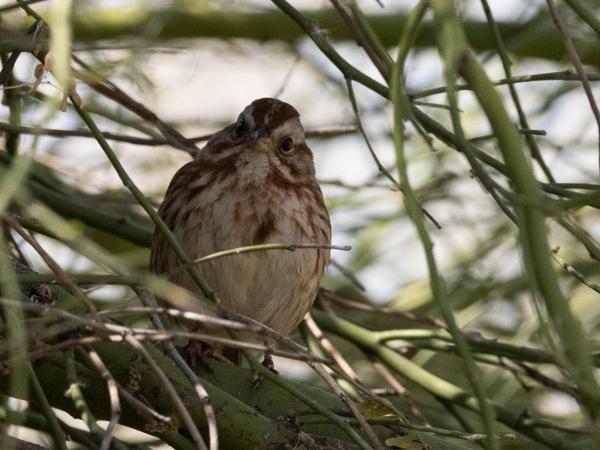 <h3><a href="/trips/Tucson_2023/biota/animalia/chordata/aves/040 passeriformes/126 emberizidae/melospiza melodia/melospiza melodia-nl.html">Melospiza&nbsp;melodia</a> / Song&nbsp;sparrow / Zanggors</h3>OM-1 met OLYMPUS M.300mm F4.0, 1/2000 sec  bij F5.6, ISO 2500, afstand 5.88&nbsp;m